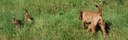 Naja_jagd_DSC_0007.JPG