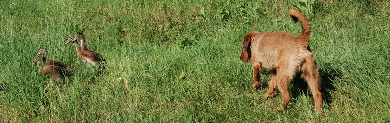 Naja_jagd_DSC_0007.JPG