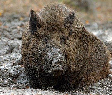 Wildschwein1.jpg