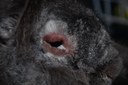 Myxomatose_Knafl_2040_DSC_5730.jpg