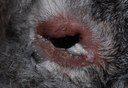 Myxomatose_Knafl_2040_DSC_5730_2.jpg