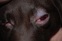 Eosinophiles Granulom bei der Katze