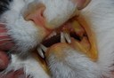 Gelbsucht bei einer Katze